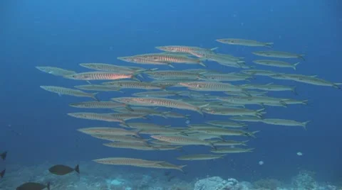 Big school of Barracuda in the blue Stockbeeldmateriaal 22640126