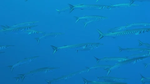 Big School of Barracuda Underwater Stock Footage 106429196
