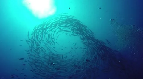 Big school of barracudas Stock Footage 56846500