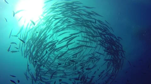 Big school of barracudas Video stock 56846584