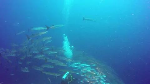 Big school of barracudas Видео 56846684