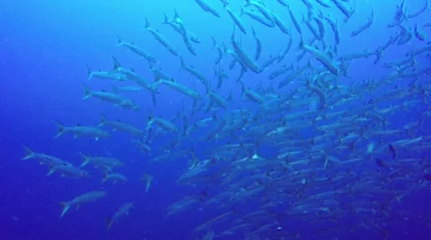 Big school of barracudas 库存影片 56846817
