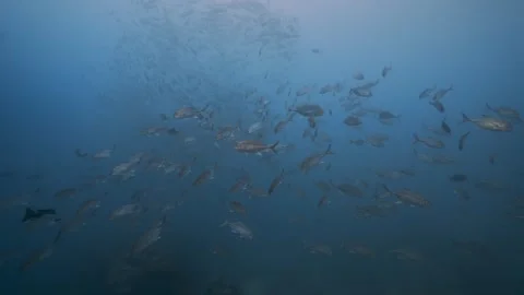 Big school of big eye jackfish on a tropical coral reef in Micronesia Stock Footage 274357234