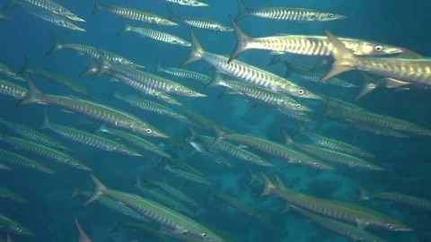 Big school of  Black fin barracuda Stock Footage 78207282
