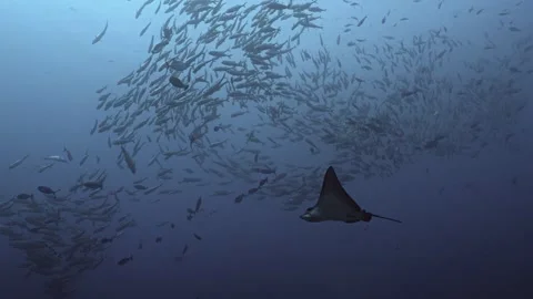 Big school of fish and single Eagle Ray, Maldives Stock Footage 276897195
