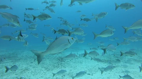 Big school of fish during diving Stock Footage 107885361