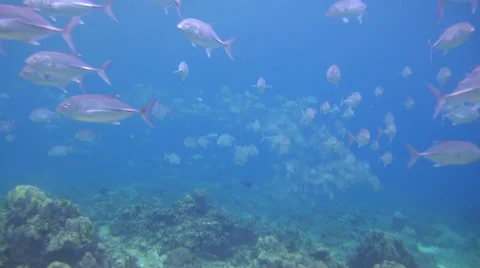 Big school of fish, shot 1 of 3 Stock Footage 32482457