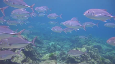 Big school of fish, shot 2 of 3 Stock Footage 32482247
