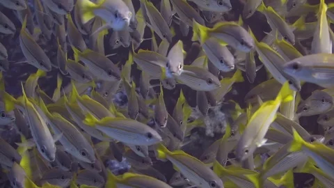 Big school of fish (snapper) Stock Footage 91023469