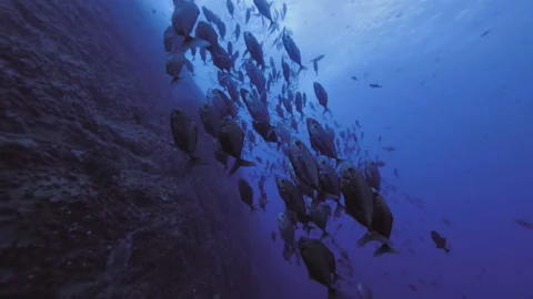 Big School of Jackfish at Reef Wall, Pacific Ocean Video stock 167668854