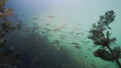Big school of juvenile Perches in freshwater lake, under water shot Stock Footage 142583953