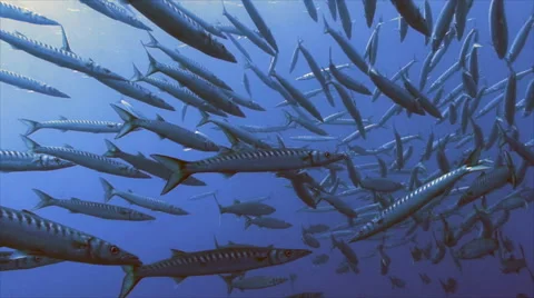 Big school of mediterranean barracudas Video stock 43216611