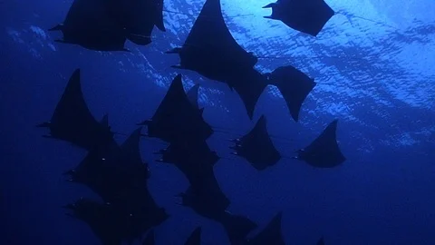 A big School of Mobula rays Stock Footage 120168402