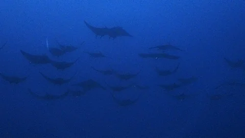 A big school of mobula rays Video stock 120168574