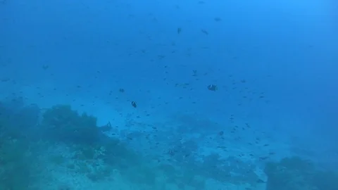 Big school of small fish during diving at Galapagos Stock Footage 107885452