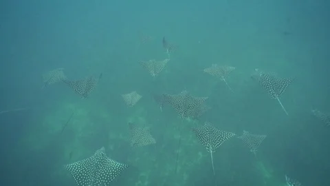 Big School of Spotted Eagle Rays swimming. Stock Footage 106802237