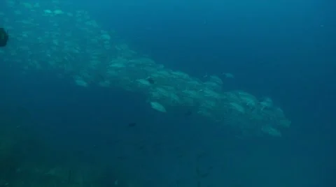 Big school of travally  fish Stock Footage 56646513