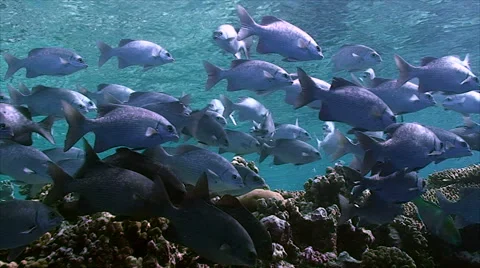 Big school of tropical fish Video stock 42904767