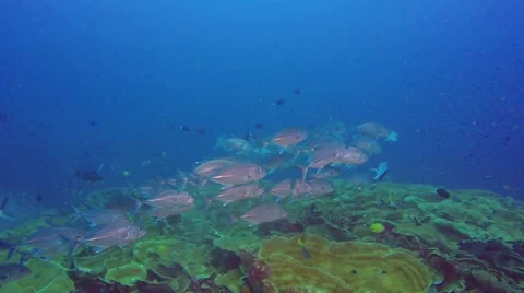 Big school of tunas Video stock 56847062