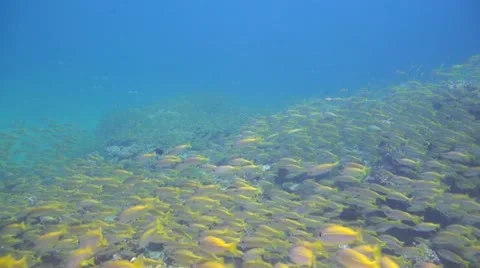 Big School of Yellow Snapper Stock Footage 22010544