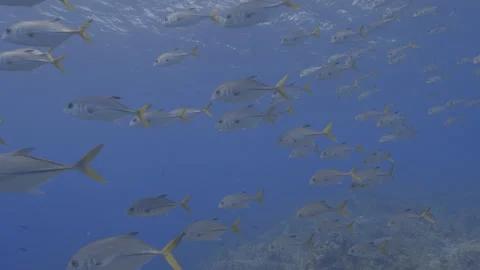 Big school of  yellow tail Jack fish Stock Footage 308482137