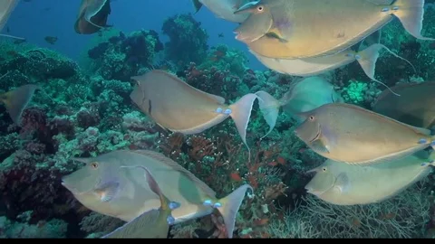 Big schools of Bluespine unicornfish Stock Footage