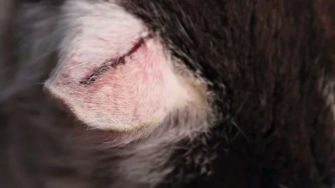Big scratch on cat's ear. The concept of disease in animals Stock Footage 237435649