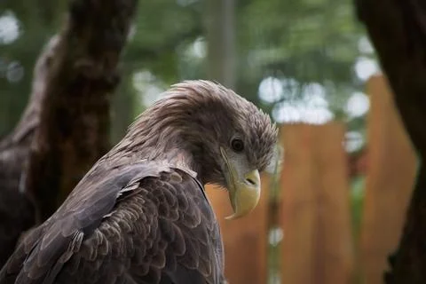 Big sea eagle Stock Photos