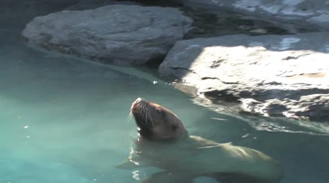 Big sea lion 스톡 동영상 7753015