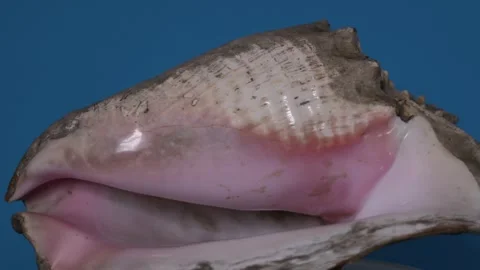 Big sea shell, conch, rotating Stock Footage 243259410