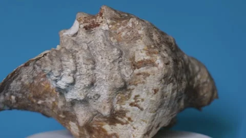 Big sea shell, conch, rotating Stock Footage 253542433