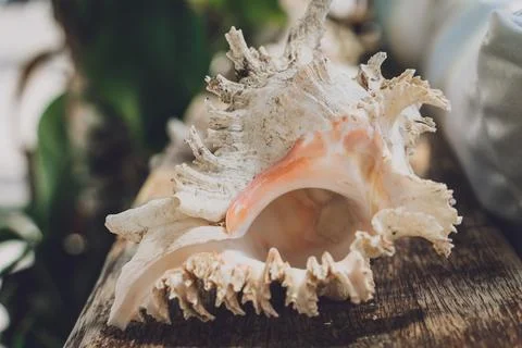 Big sea shell on a dark background Stock Photos