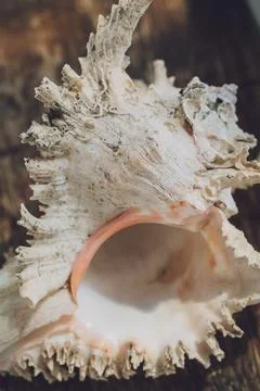 Big sea shell on a dark background Stock Photos