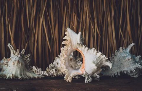 Big sea shell on a dark background Stock Photos