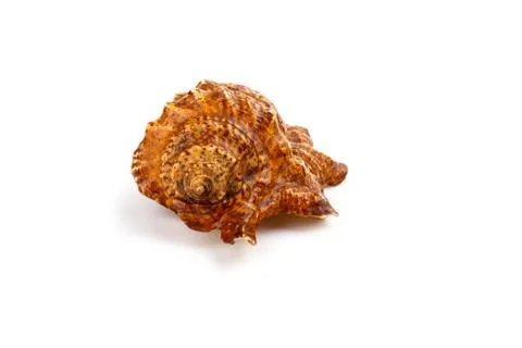 Big sea shell Stock Photos