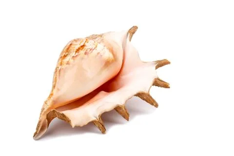 Big sea shell Stock Photos