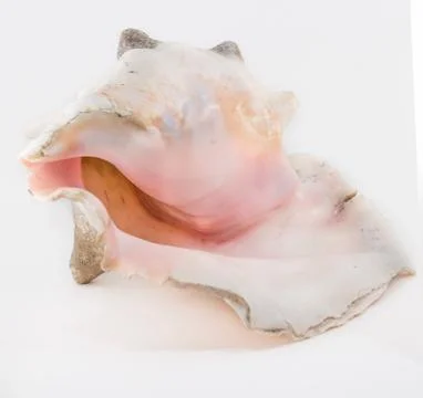 Big sea shell Stock Photos
