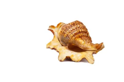 Big sea shell Stock Photos