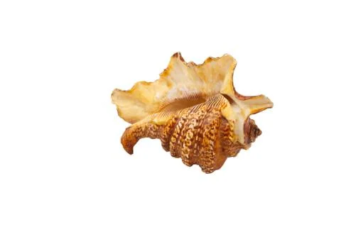 Big sea shell Stock Photos
