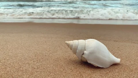 Big sea shell on the sand with waves in the blurred background Stock Footage 270484062