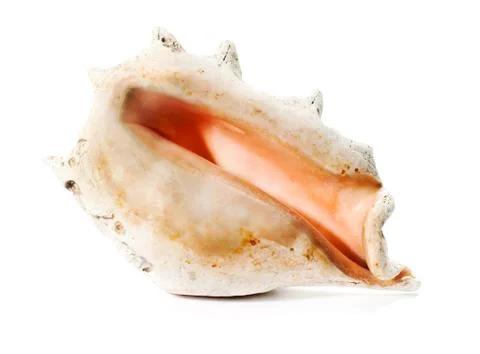 Big sea shell with shade Stock Photos