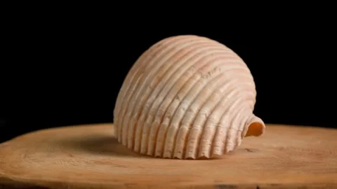 Big Sea Shell Turning Stock Footage 284276624