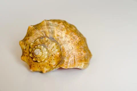 Big sea shell on white background Stock Photos