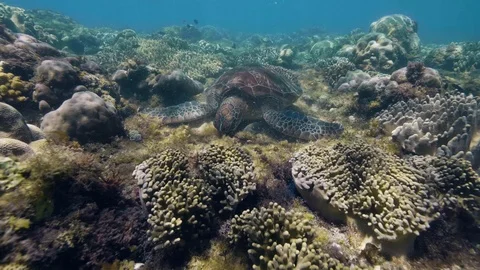 Big sea turtle is eating algae staying fixedly on the sea floor. Stock Footage 113888427