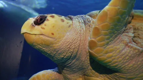 Big Sea Turtle Stock Footage 68951051