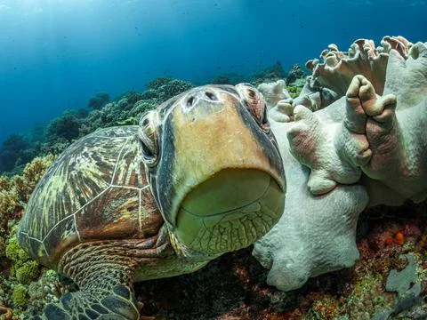 Big sea turtle looking at the camera Stock Photos