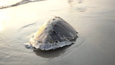 Big Sea turtle shell washed out of the ocean Stock Footage 216906521