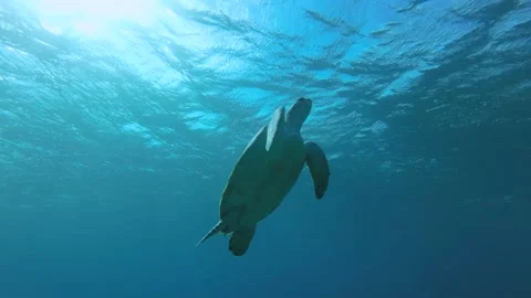 Big sea turtle slowly fly to the up in the blue water in sunrays backlight.  Stock Footage 197020626