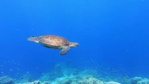 Big Sea Turtle swimming in blue water with sun reflecting on shell Stock Footage