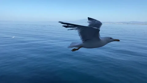 Big Seagull Stock Footage 323323489